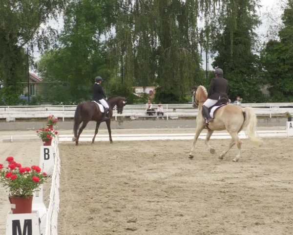 Reitturnier Billigheim 2022