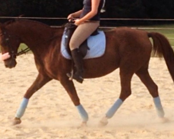 broodmare Fee (Westphalian, 1994, from Feuerstern)