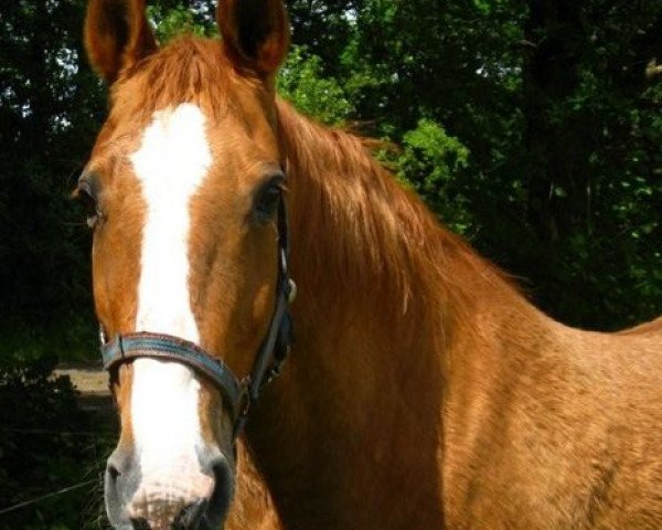 broodmare Zara III (Holsteiner, 1985, from Aloube Z)
