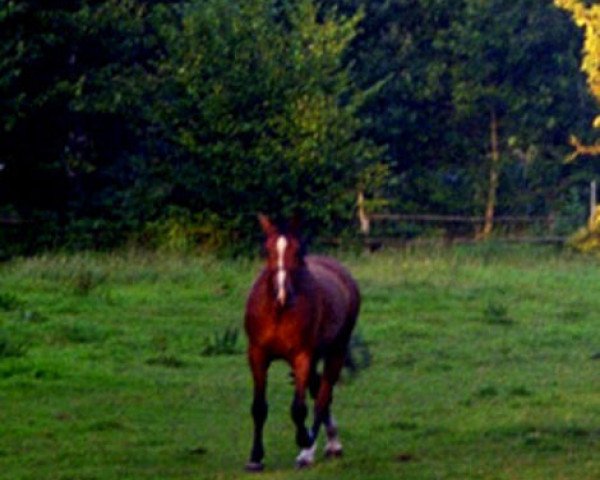 Zuchtstute Jule (Dt.Part-bred Shetland Pony, 1995, von Blastou v.Clus) Zuchtstute Jule (Dt.Part-bred Shetland Pony, 1995, von Blastou v.Clus)