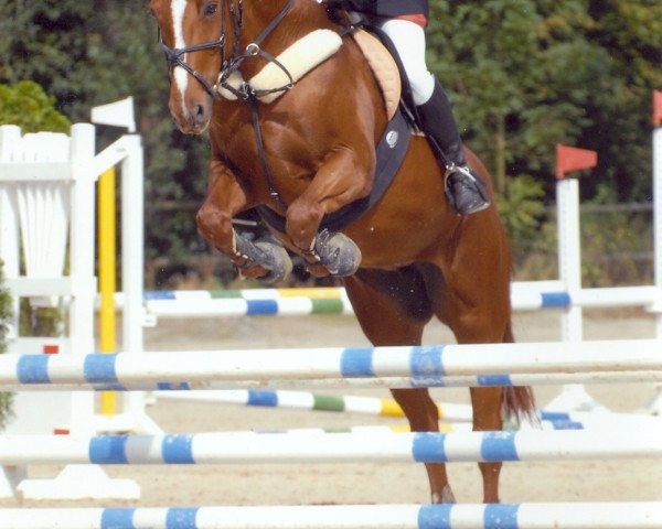 Pferd Wisby (Rheinländer, 1994, von Walzertakt)