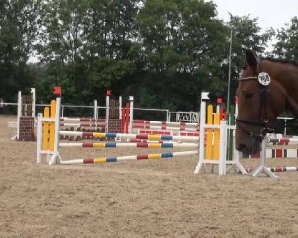 jumper High Society (Westphalian, 2008, from Hoftanz)