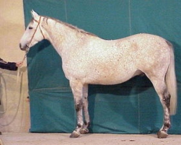 Deckhengst Jade de l'Abbaye AA (Anglo-Araber, 1997, von Quatar de Plape AA)