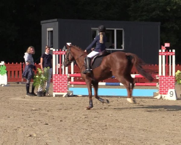 Reitturnier Haltern am See 2021