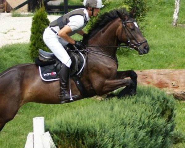 jumper Helena 220 (Trakehner, 2004, from Grafenstolz)
