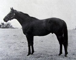 Deckhengst Goldhill xx (Englisches Vollblut, 1961, von Le Dieu d'Or xx)