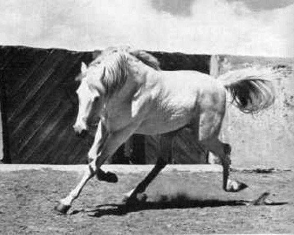 stallion Tabal ox (Arabian purebred, 1952, from Congo 1941 ox)