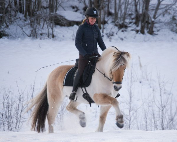 horse Vidar Halsnæs (Fjord Horse, 2014, from Rånn N.2659)