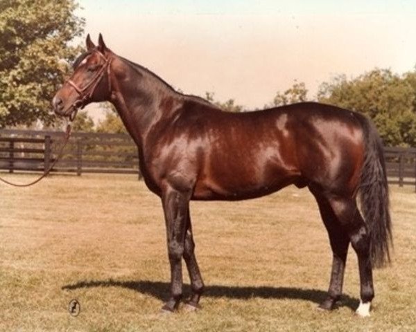 stallion Green Dancer xx (Thoroughbred, 1972, from Nijinsky xx)