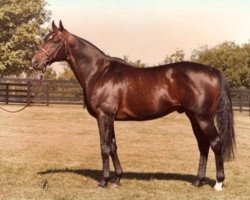 stallion Green Dancer xx (Thoroughbred, 1972, from Nijinsky xx)