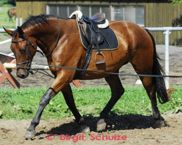 dressage horse Goleo 7 (Trakehner, 2006, from Heops)