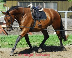 dressage horse Goleo 7 (Trakehner, 2006, from Heops)