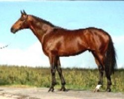 stallion Irish Taxi xx (Thoroughbred, 1981, from Dublin Taxi xx)