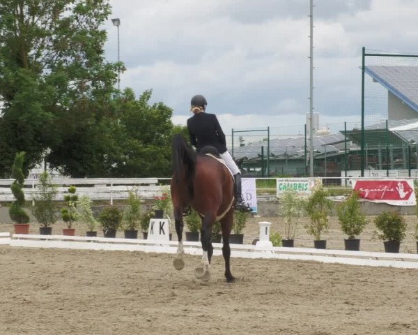 Reitturnier Billigheim 2022