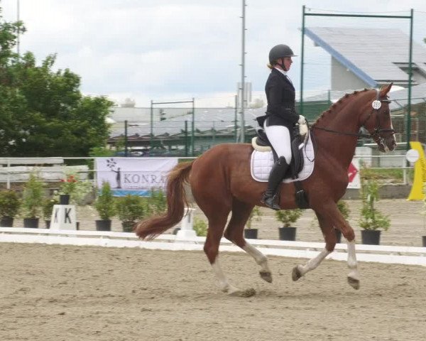 Reitturnier Billigheim 2022