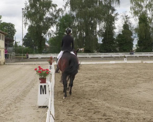 Reitturnier Billigheim 2022