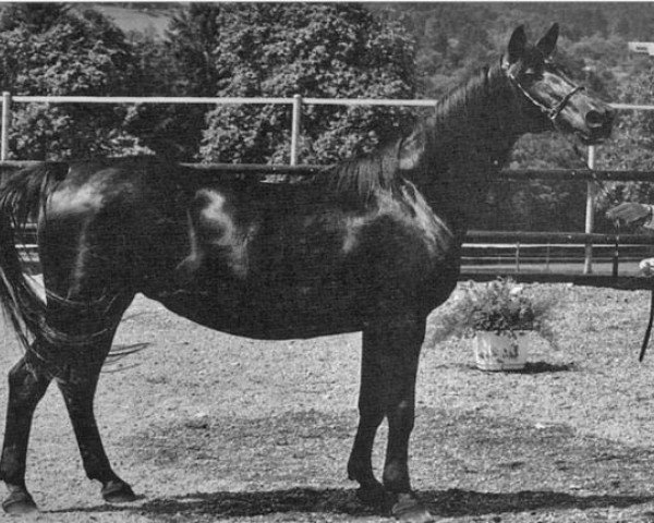 broodmare Babolna ShA (Shagya Arabian, 1964, from O'Bajan XIII 1949 ShA) broodmare Babolna ShA (Shagya Arabian, 1964, from O'Bajan XIII 1949 ShA)