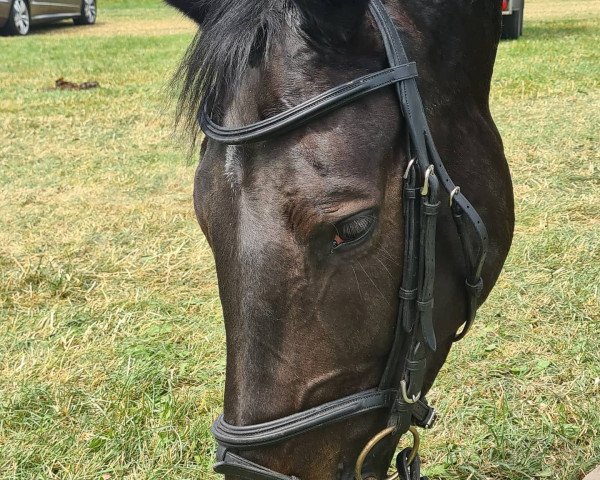 horse Flower Lady Z (Zangersheide riding horse, 2014, from Floris TN)