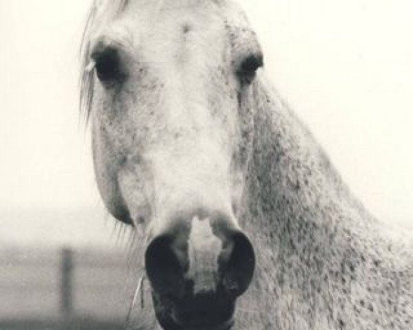 broodmare Csica AA (Anglo-Arabs, 1971, from Gazal I) broodmare Csica AA (Anglo-Arabs, 1971, from Gazal I)