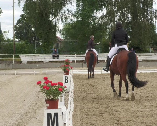 Reitturnier Billigheim 2022
