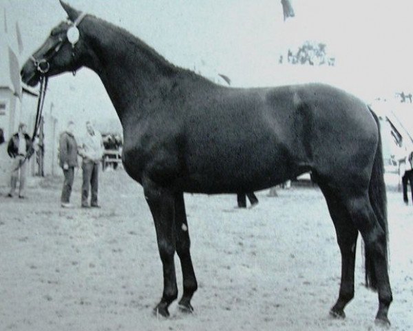 broodmare Herzmuschel (Trakehner, 1978, from Tuemmler)
