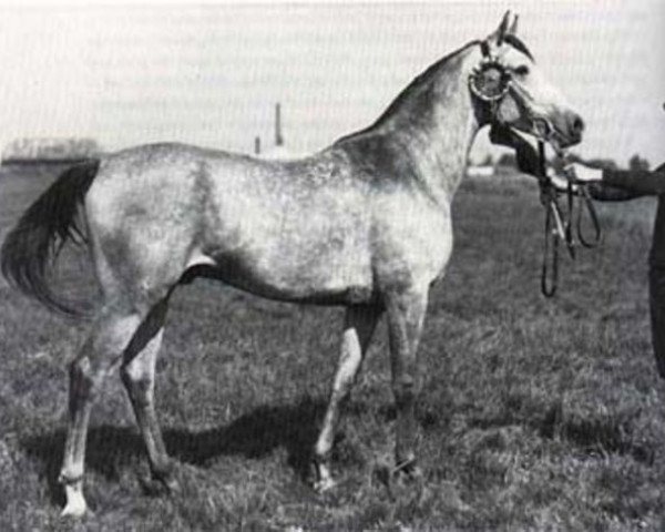 stallion Kaszmir 1929 ox (Arabian purebred, 1929, from Farys II ox)