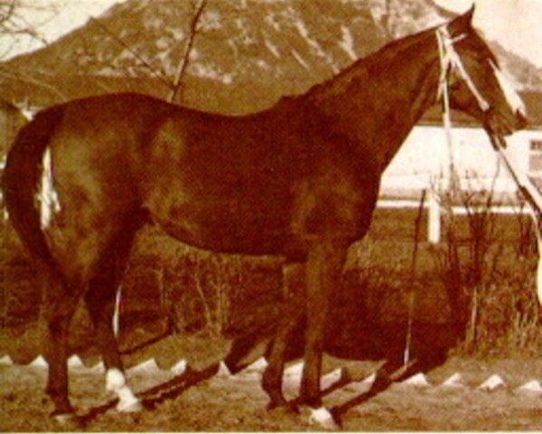 stallion Taki Pan 1937 ox (Arabian purebred, 1937, from Kaszmir 1929 ox) stallion Taki Pan 1937 ox (Arabian purebred, 1937, from Kaszmir 1929 ox)
