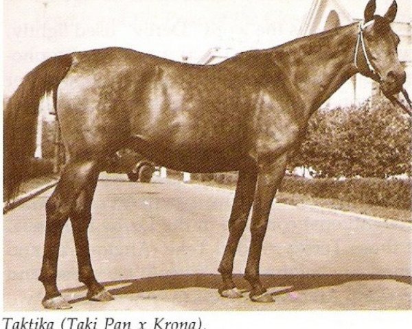 broodmare Taktika 1943 ox (Arabian purebred, 1943, from Taki Pan 1937 ox)