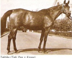 broodmare Taktika 1943 ox (Arabian purebred, 1943, from Taki Pan 1937 ox)