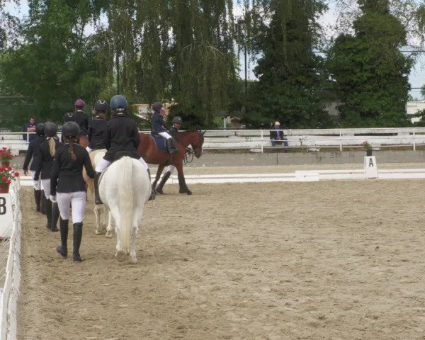 Reitturnier Billigheim 2022