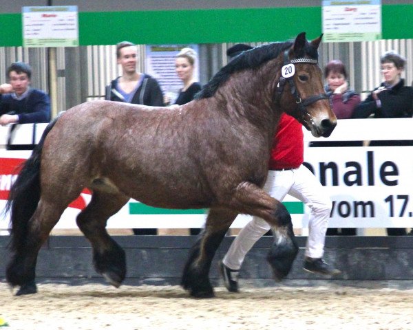 broodmare Nina (Rhenish-German Cold-Blood, 2006, from Nerlinger RS)