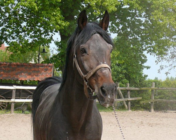 stallion Landprinz I (Holsteiner, 1986, from Landgraf I) stallion Landprinz I (Holsteiner, 1986, from Landgraf I)
