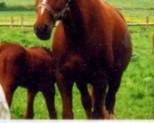 broodmare Witoscha (Hanoverian, 1990, from Watzmann)