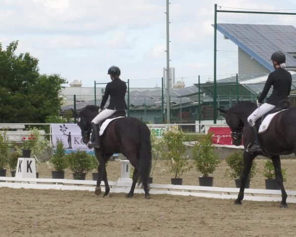 Reitturnier Billigheim 2022