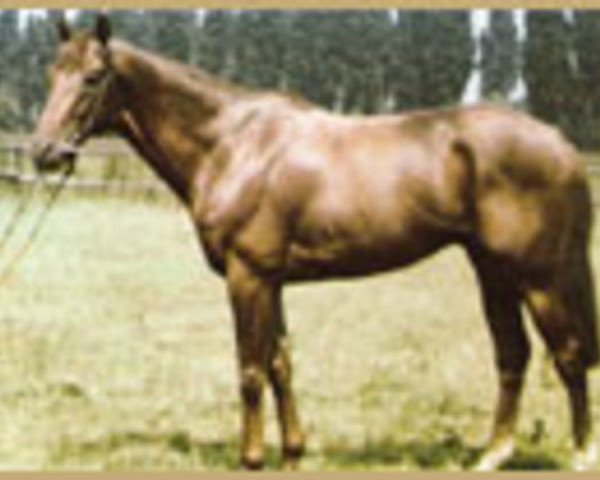 stallion Herero xx (Thoroughbred, 1959, from Borealis xx)
