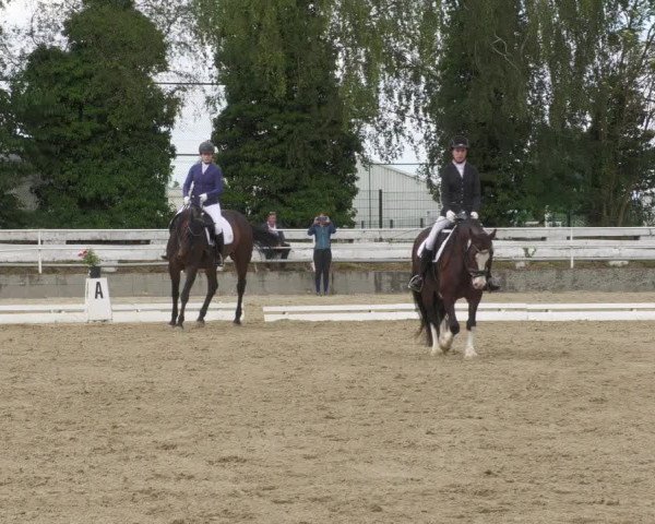 Reitturnier Billigheim 2022