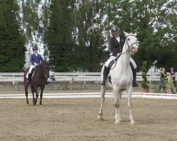 Reitturnier Billigheim 2022