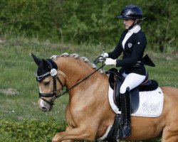 dressage horse Daily Sunshine 31 (German Riding Pony, 2018, from Dressed in Gold 3)