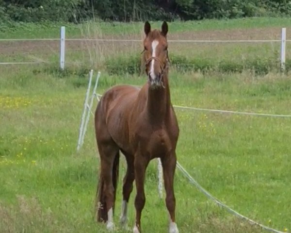 jumper Noubij (Westphalian, 2018, from Nubalou W.Z.)