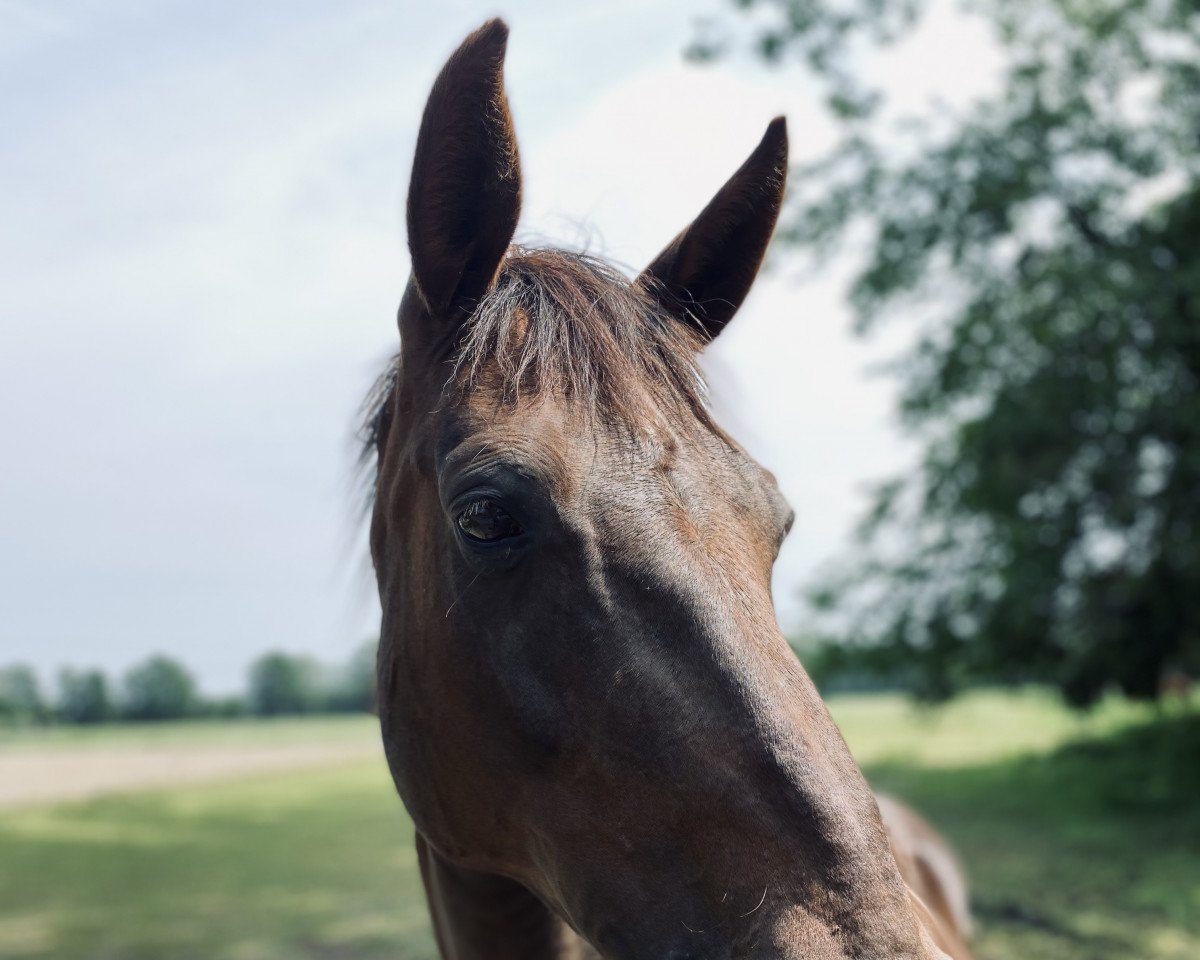 broodmare Gabana 3 (Hanoverian, 2005, from Grand Augustinus)