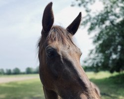 broodmare Gabana 3 (Hanoverian, 2005, from Grand Augustinus)
