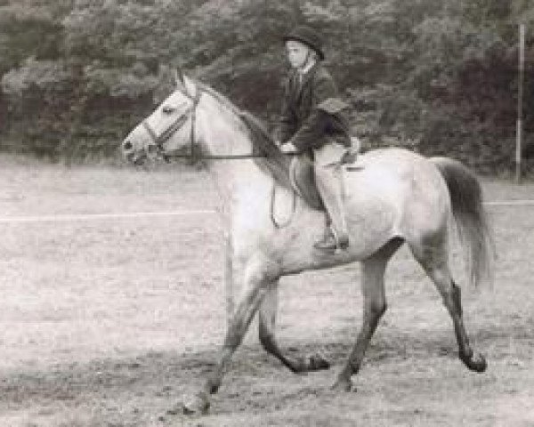 broodmare Wahidah 1955 ox (Arabian purebred, 1955, from Wesir 1951 ox)
