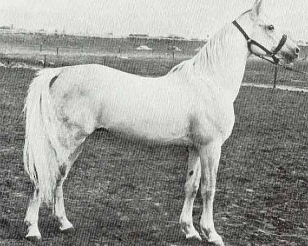 stallion Dahman 1957 ox (Arabian purebred, 1957, from Hadban Enzahi 1952 EAO)
