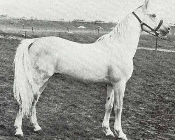 stallion Dahman 1957 ox (Arabian purebred, 1957, from Hadban Enzahi 1952 EAO)
