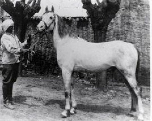 stallion Bango 1923 ox (Arabian purebred, 1923, from Razza Managhi 1900 DB) stallion Bango 1923 ox (Arabian purebred, 1923, from Razza Managhi 1900 DB)