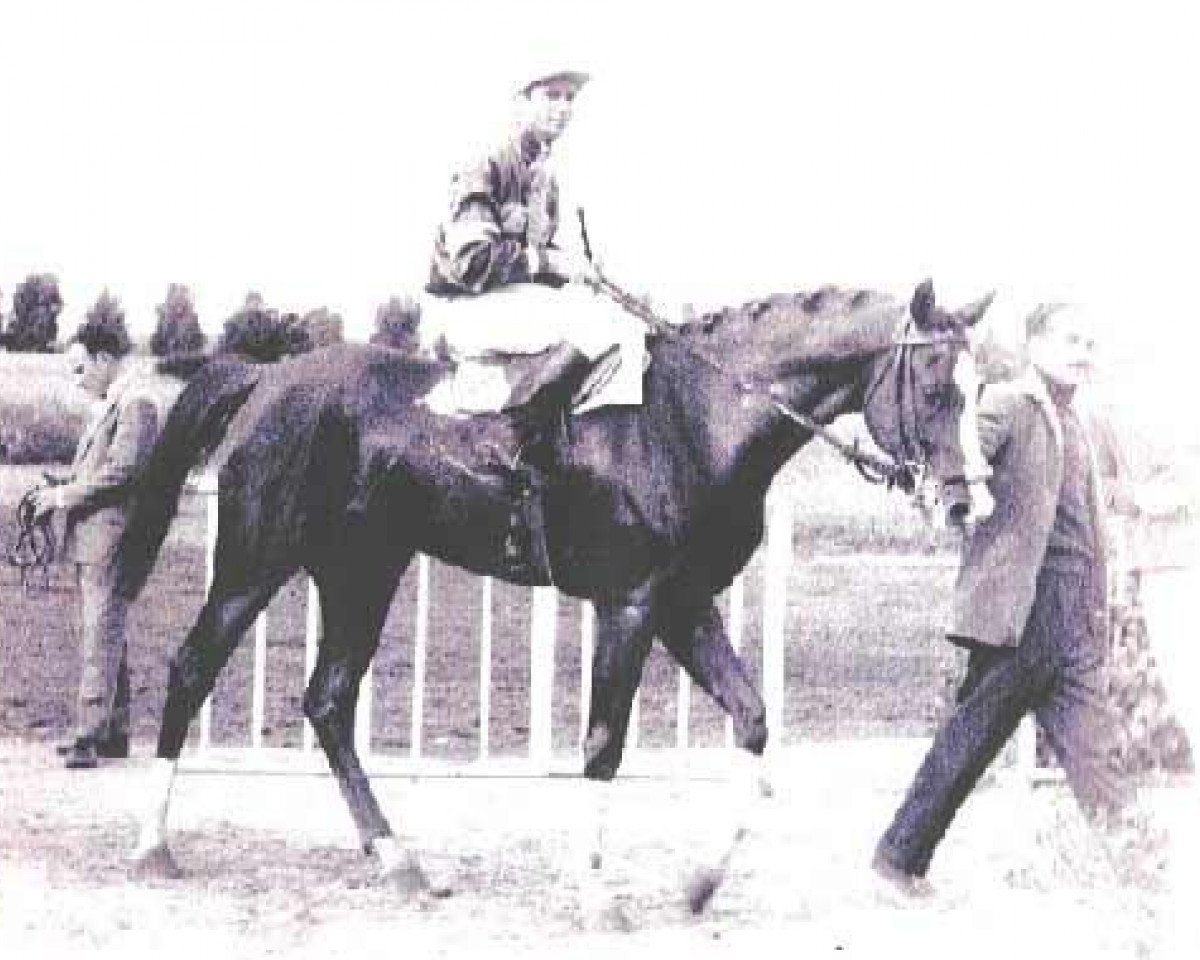 stallion Esmet Ali 1955 ox (Arabian purebred, 1955, from Hazil 1944 ox)
