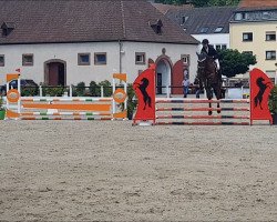 Springpferd Candy Man Gt (Hannoveraner, 2018, von Chacco Chacco)