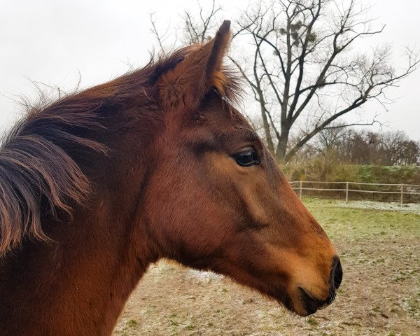 horse Bonheur du Cœur (German Sport Horse, 2021, from Ben Benicio)