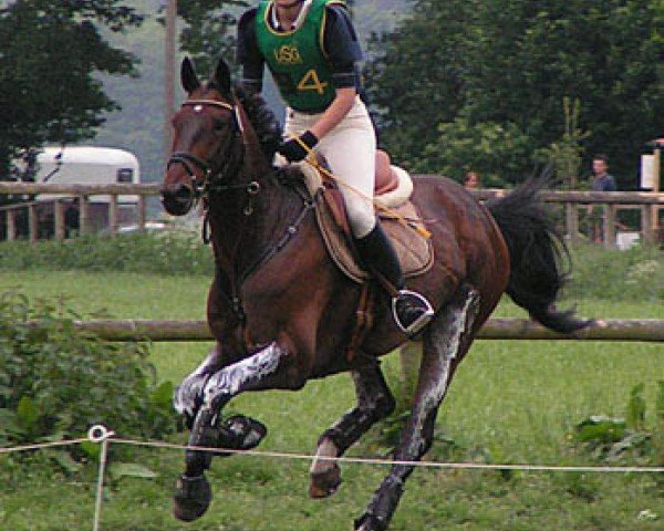 dressage horse Flamenco 150 (Hanoverian, 1998, from Fontainebleau)