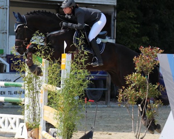 jumper Eastwick M (Luxembourg horse, 2004, from El Bundy)